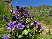 53 Genzianella germanica (Gentianella germanica) in fiore 
